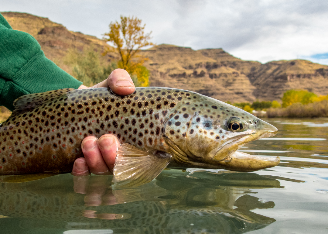 #4. Idaho